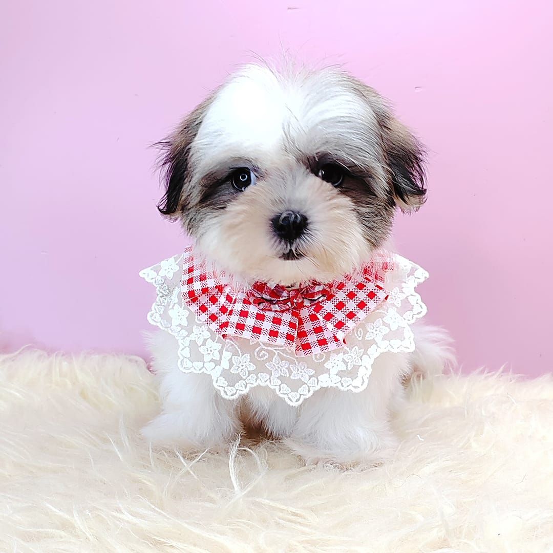 Shih Tzu 西施