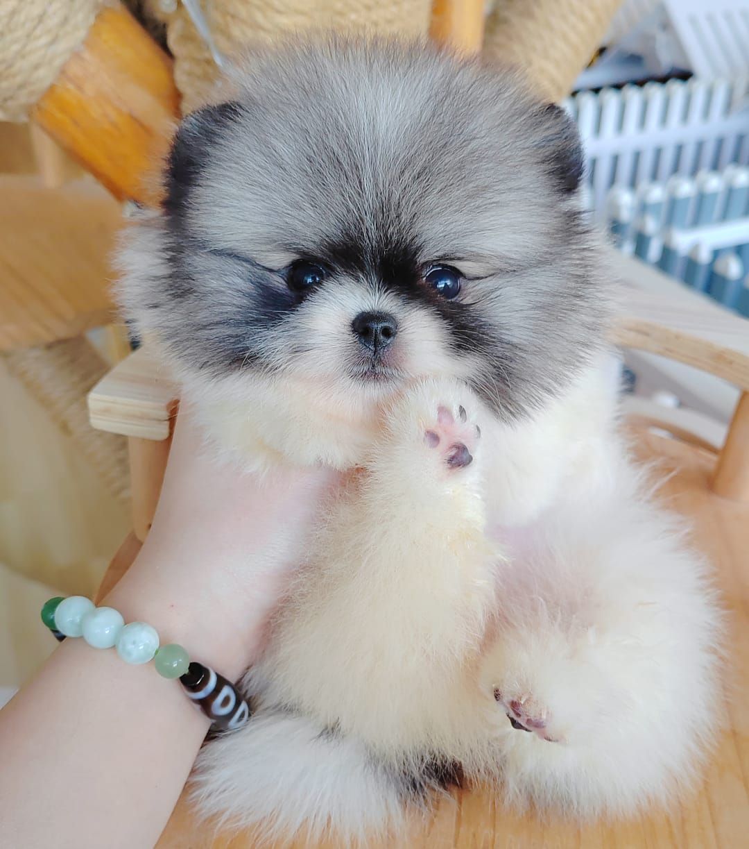 Pomeranian 博美