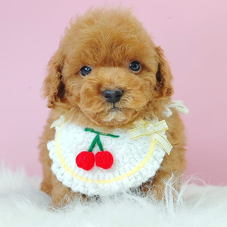 Poodle 娉拌开璐靛