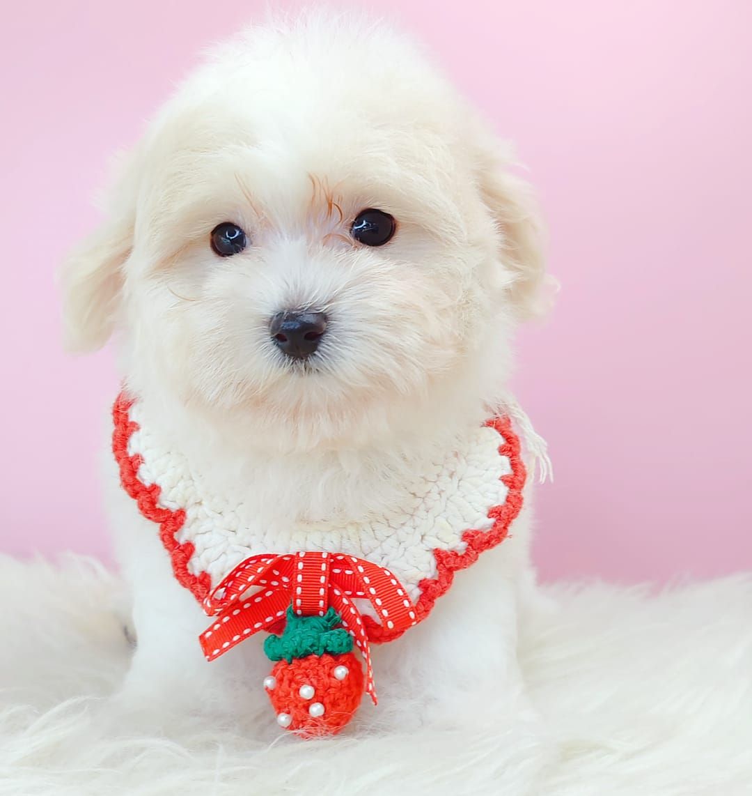 Maltipoo 马尔泰迪
