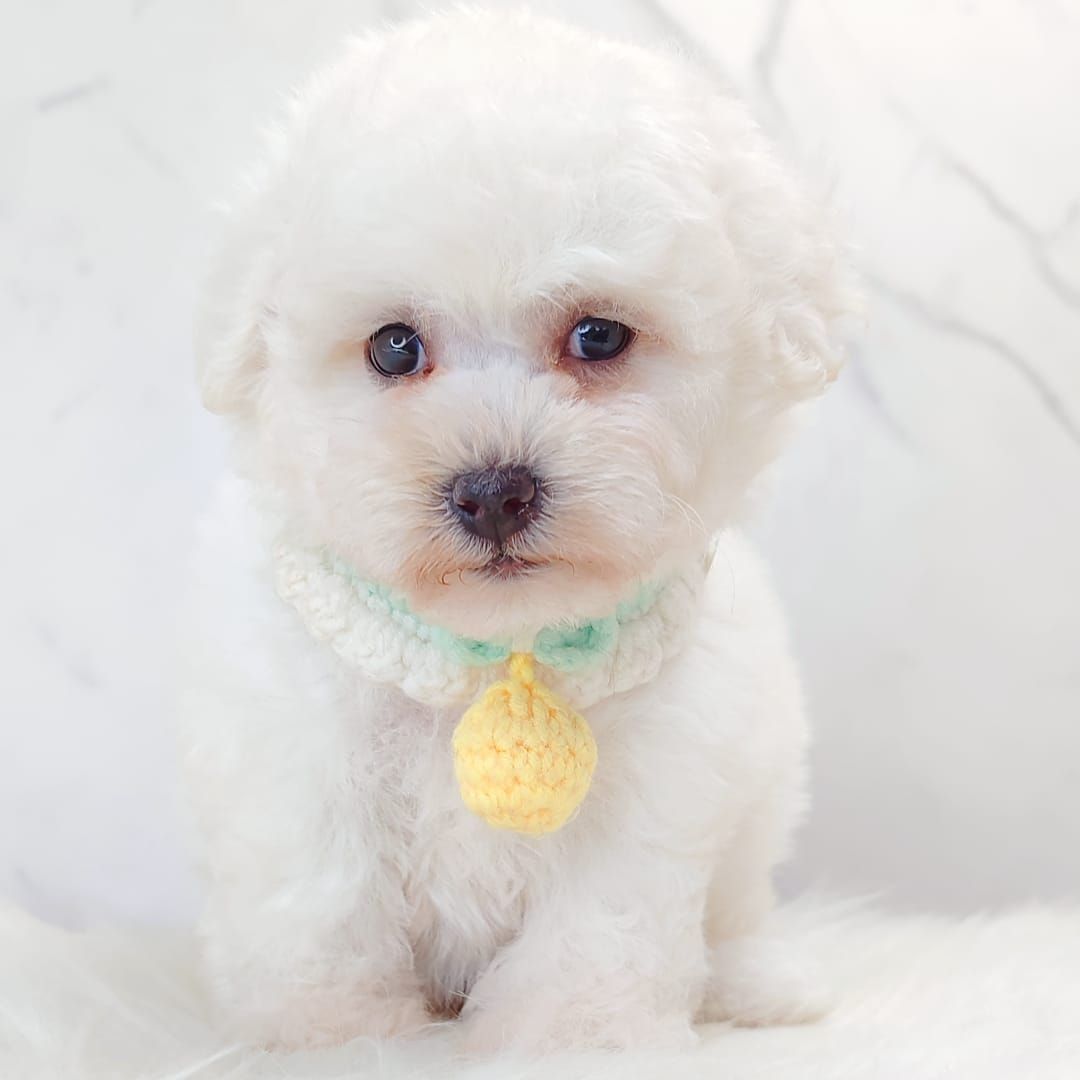 Bichon Frise 比熊