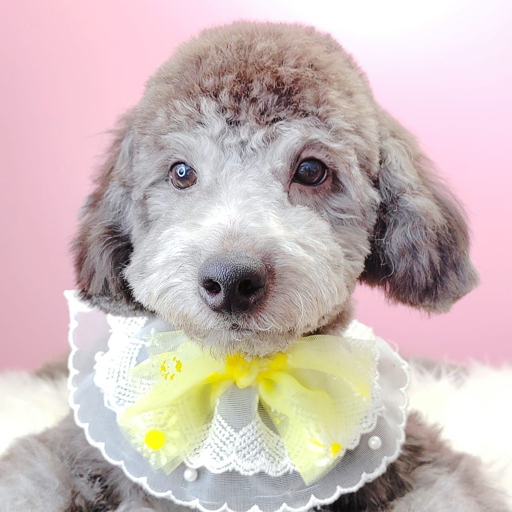 Poodle 娉拌开璐靛