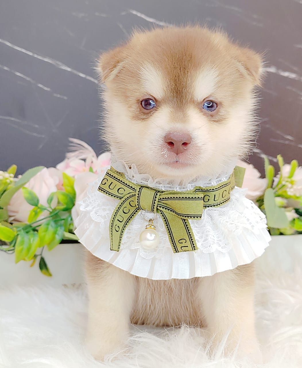 Pomsky 博士奇