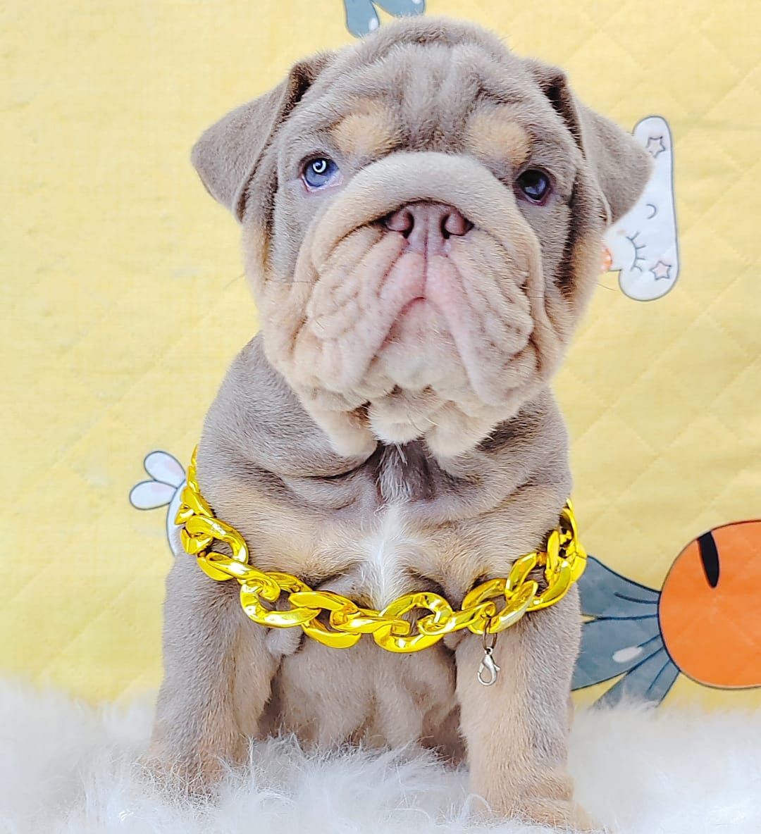 English Bulldog 英斗