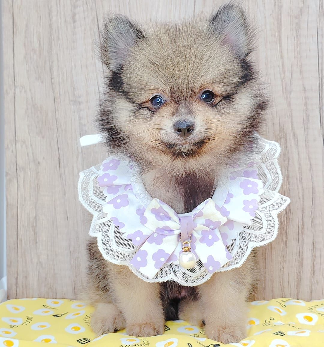 Pomeranian 博美
