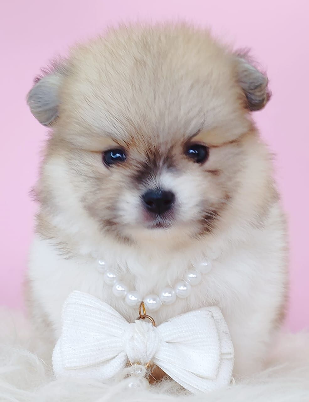 Pomeranian 博美