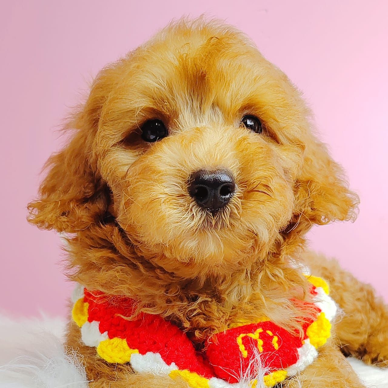 Poodle 娉拌开璐靛