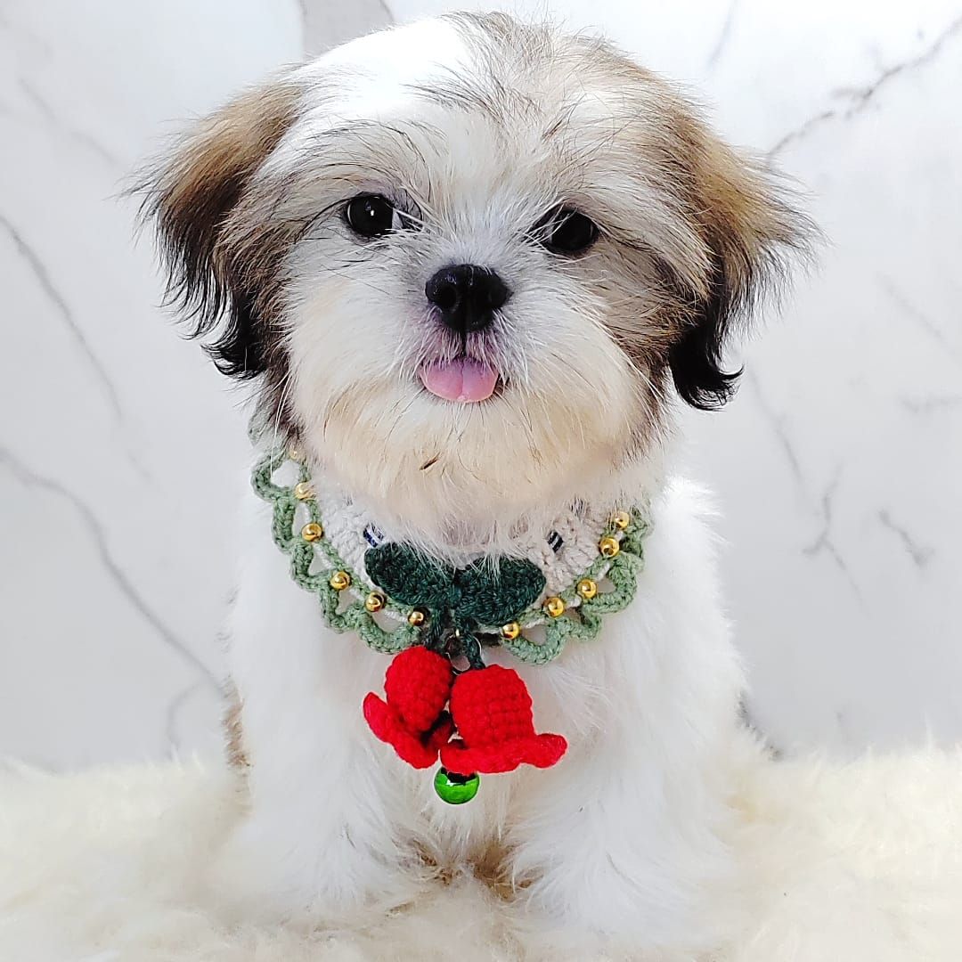 Shih Tzu 西施
