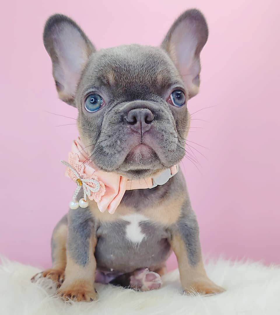 French Bulldog 法斗
