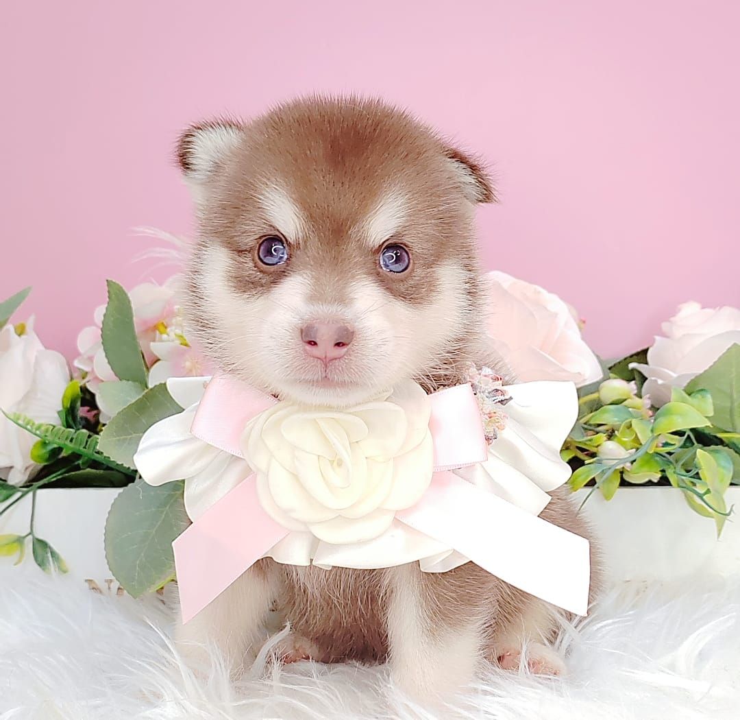 Pomsky 博士奇