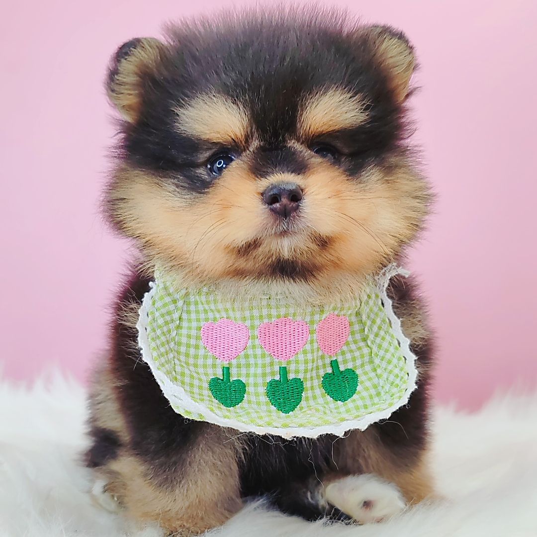 Pomeranian 博美