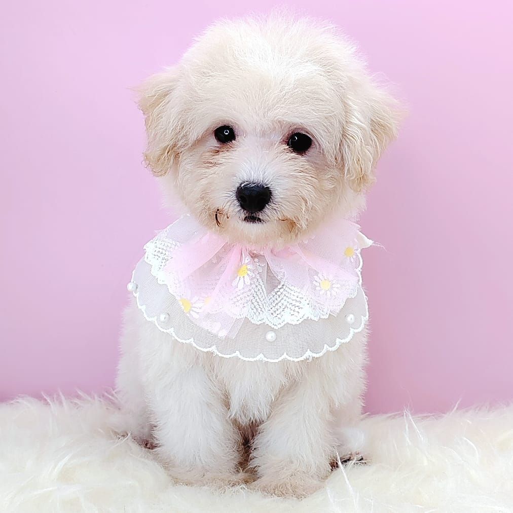 Maltipoo 马尔泰迪