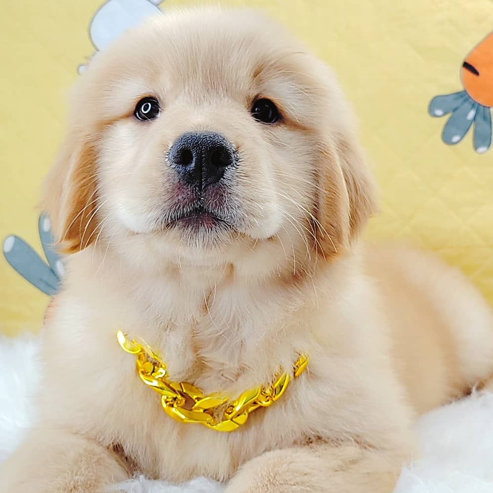 Golden Retriever 黄金猎犬