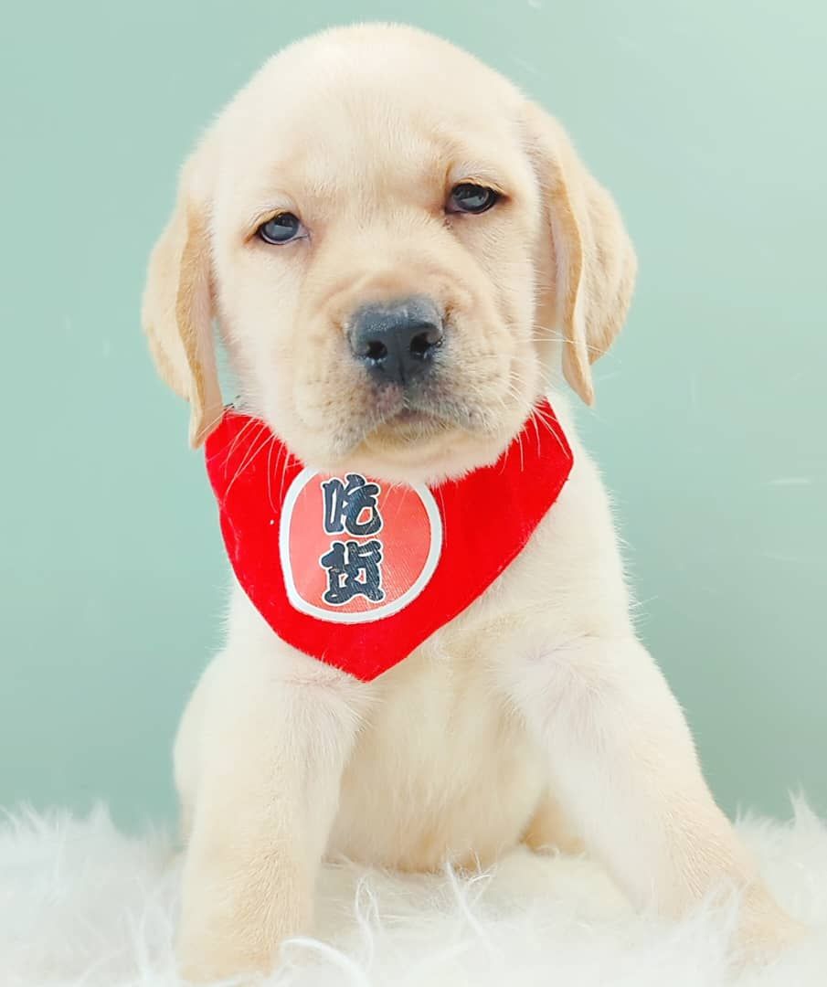 Labrador Retriever 拉布拉多