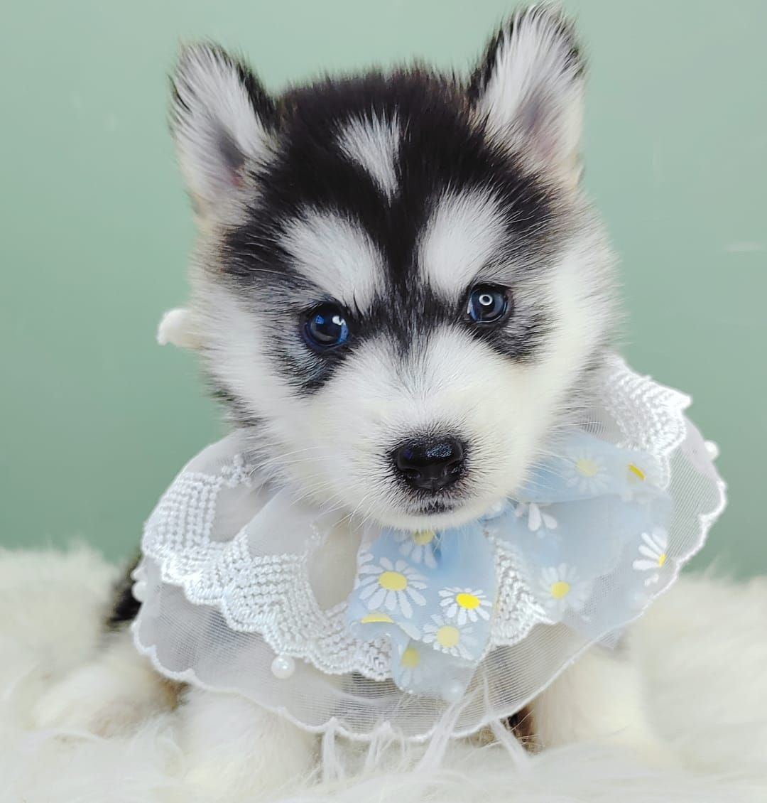 Pomsky 博士奇