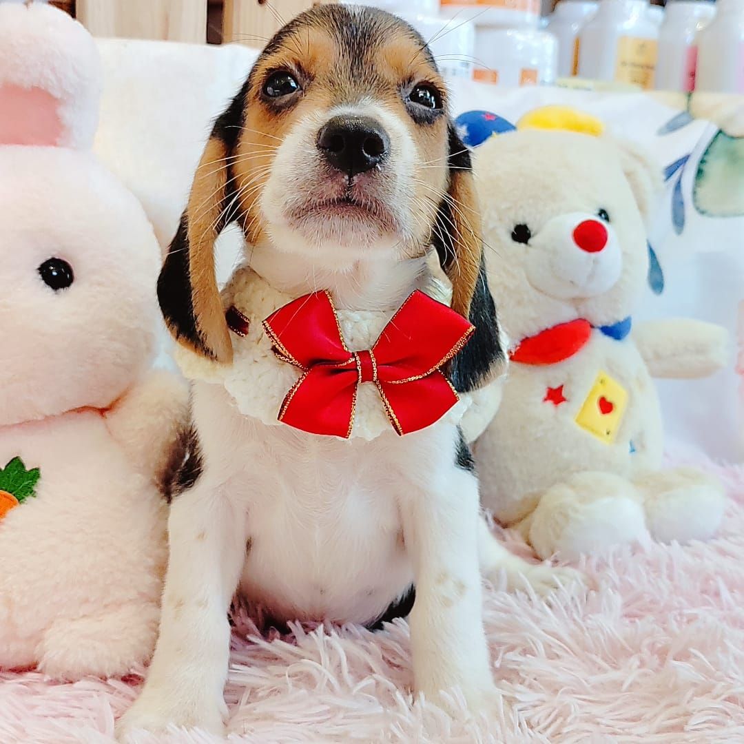 Beagle 米格鲁