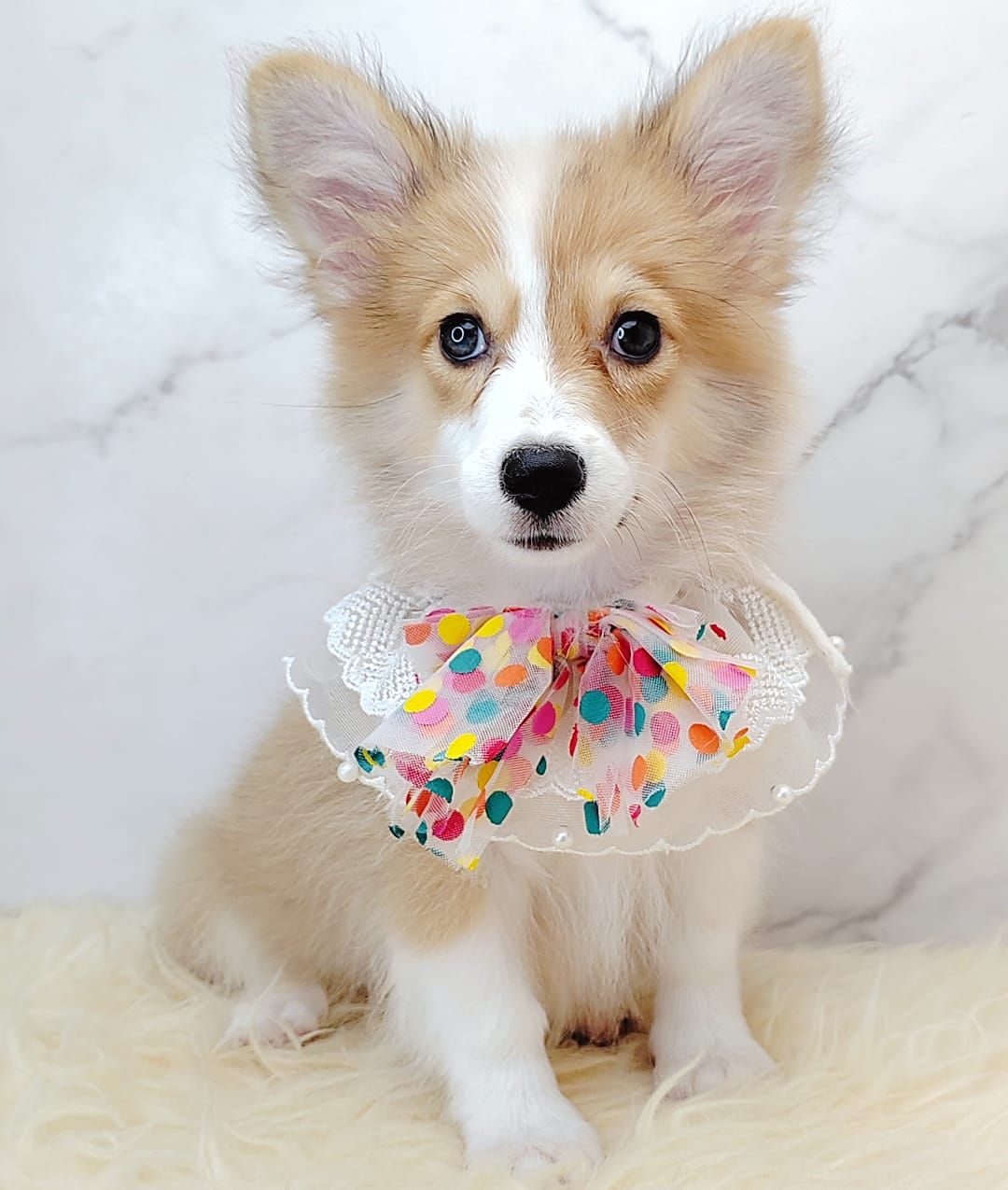 Welsh Corgi 柯基