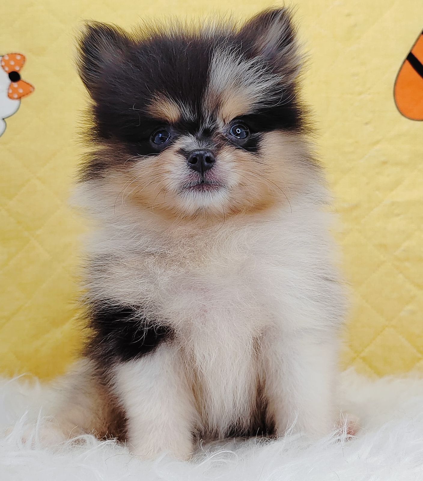 Pomeranian 博美