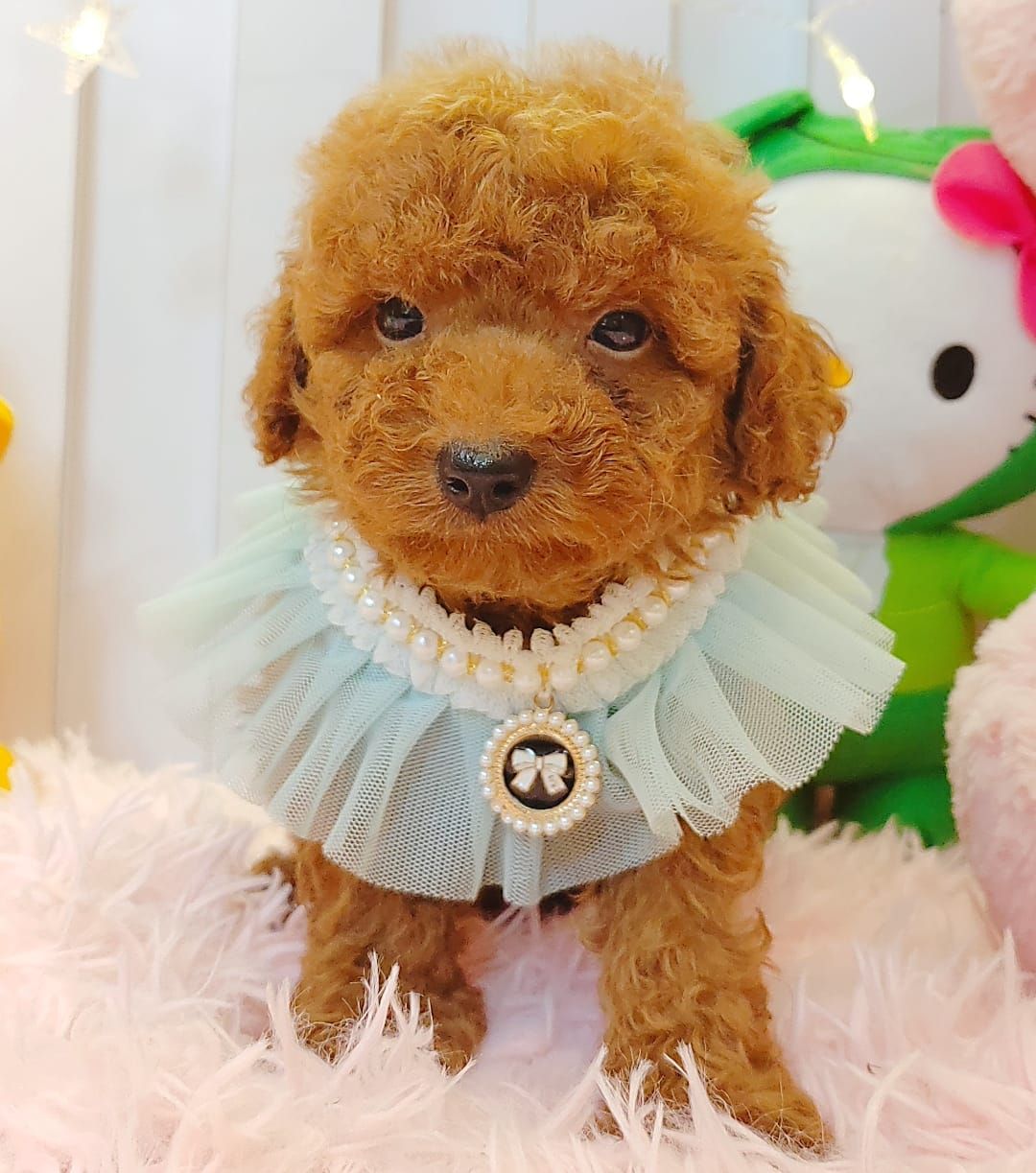 Poodle 娉拌开璐靛