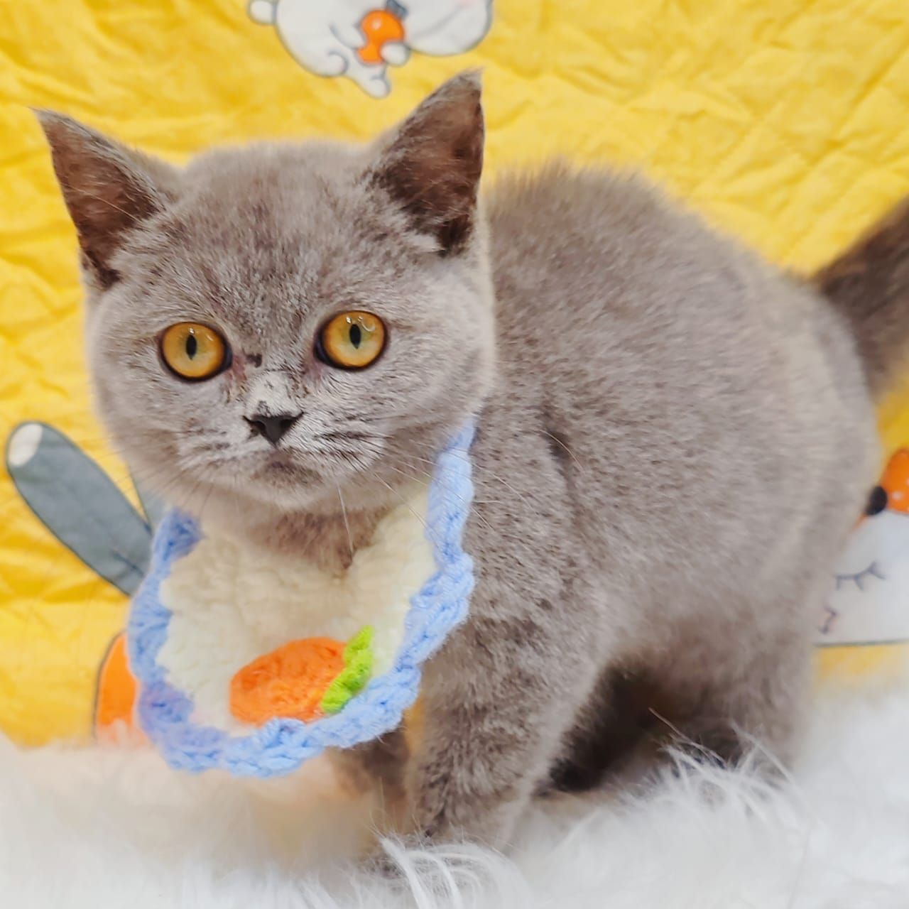 British Short Hair ( BSH ) 英短猫咪