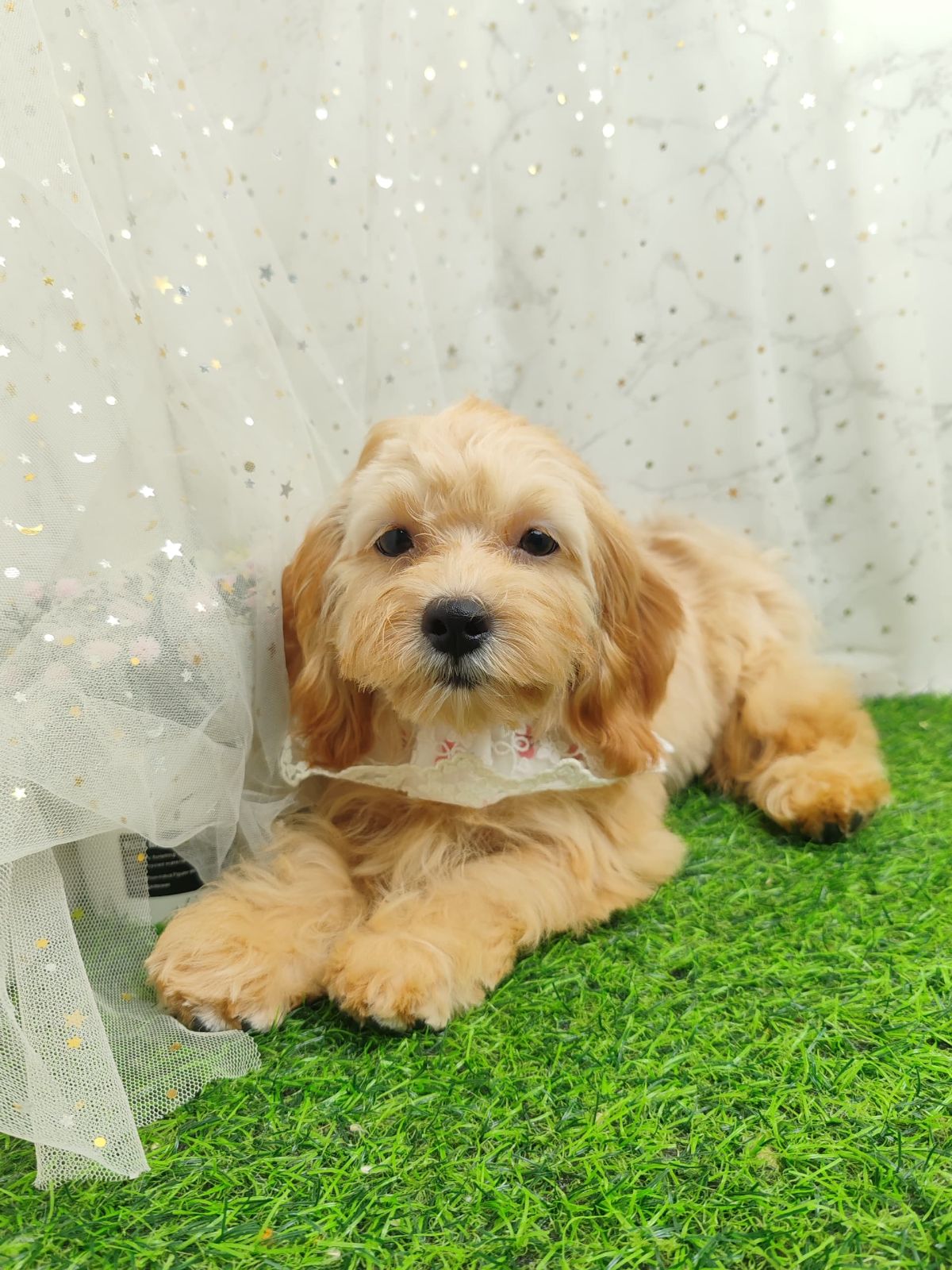 Poodle 娉拌开璐靛