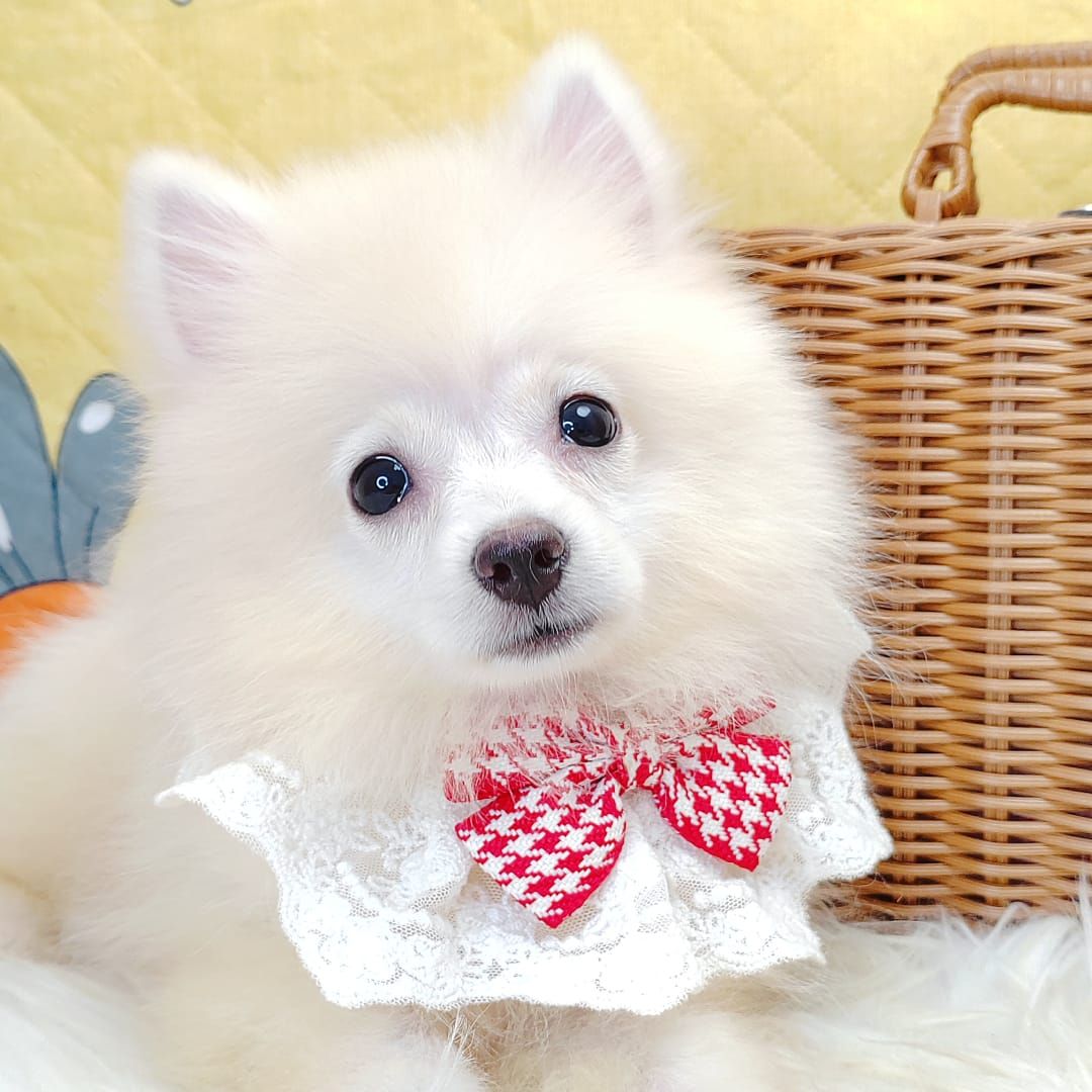 Pomsky 博士奇