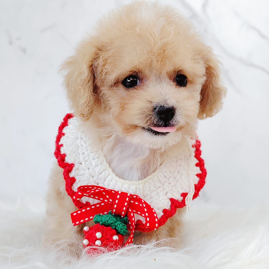 Maltipoo 马尔泰迪