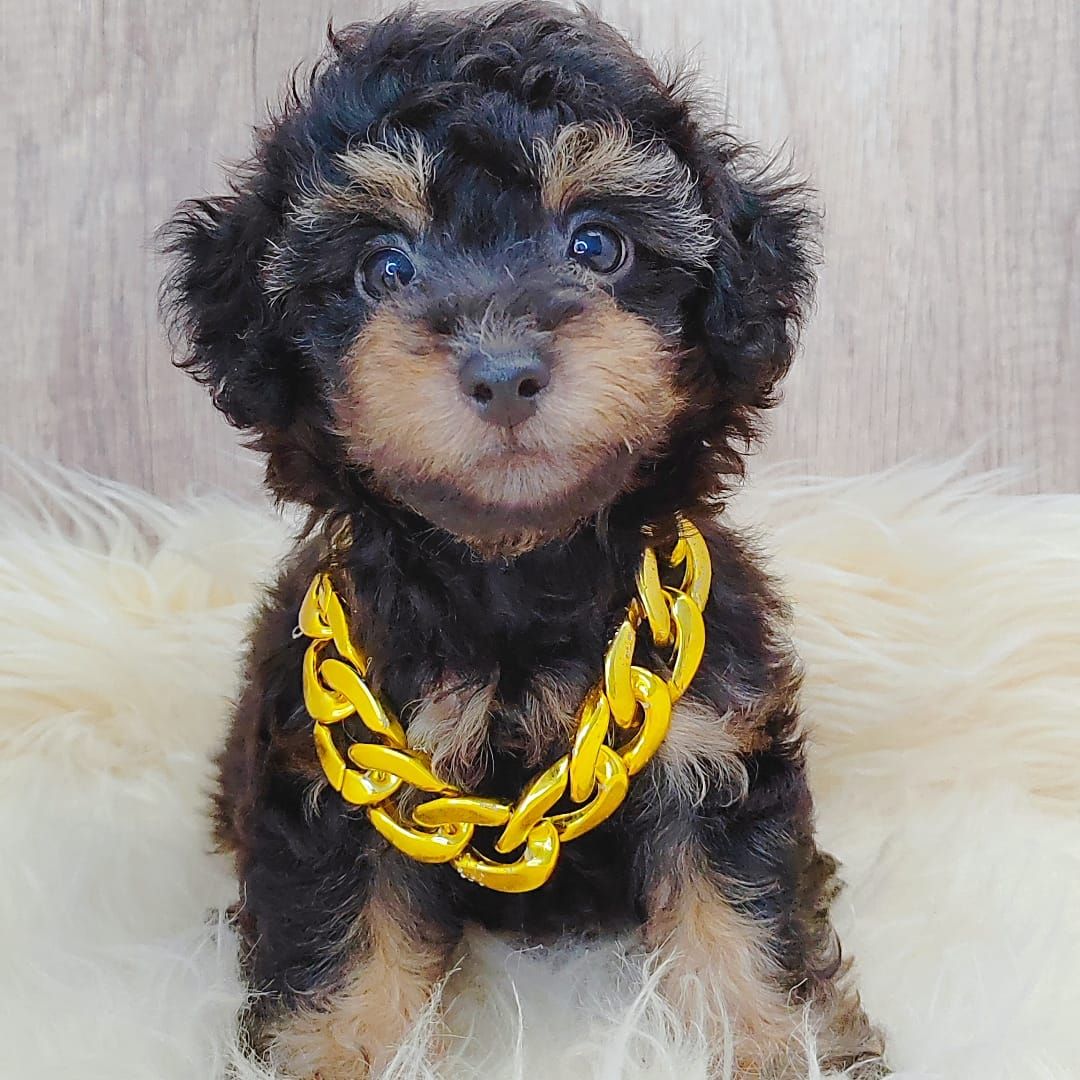 Poodle 娉拌开璐靛