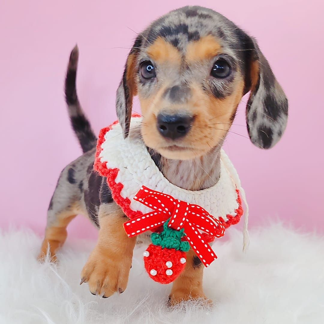 Dachshund 腊肠狗