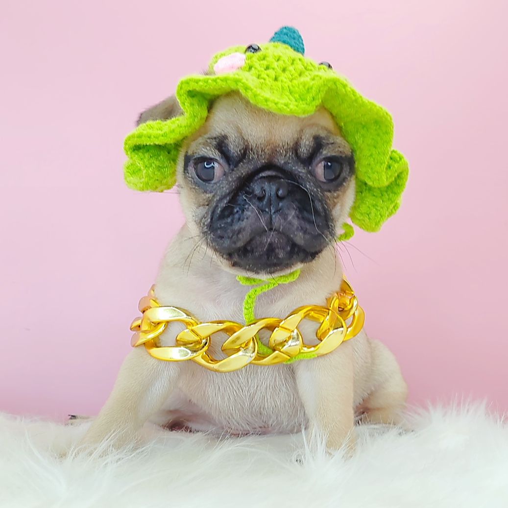 Pug 巴哥