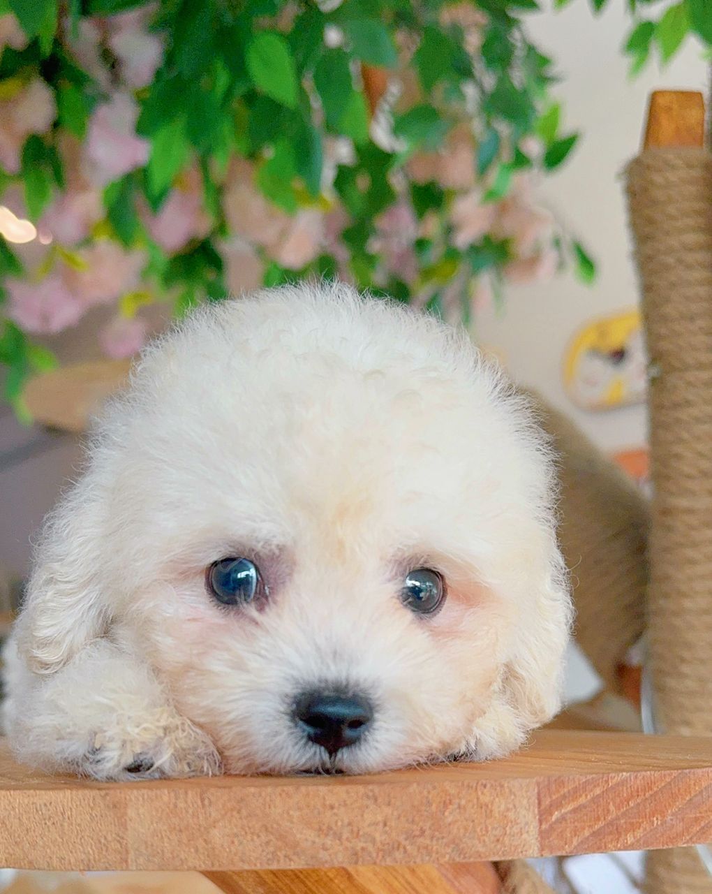 Poodle 娉拌开璐靛