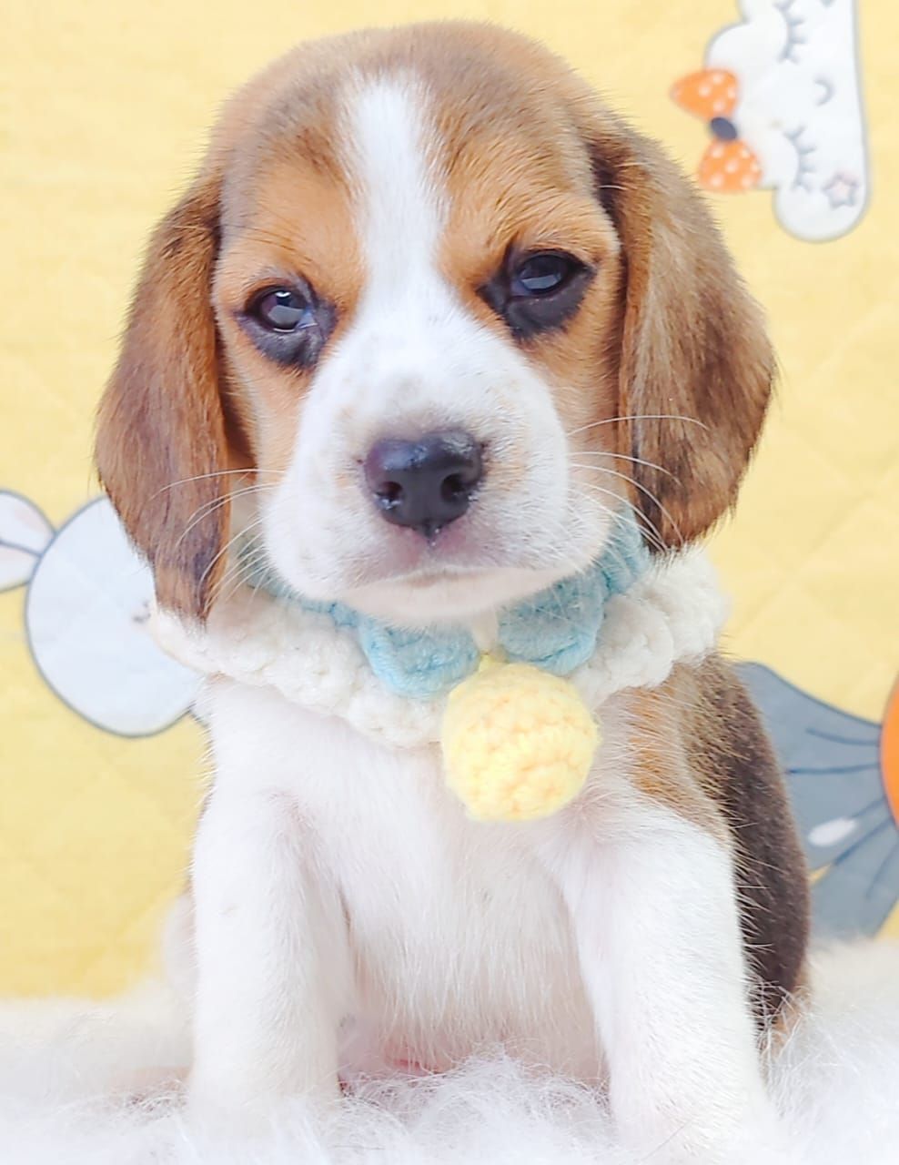 Beagle 米格鲁