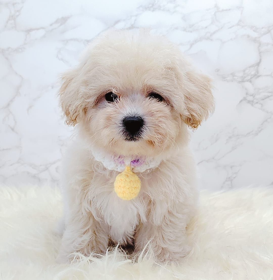 Maltipoo 马尔泰迪