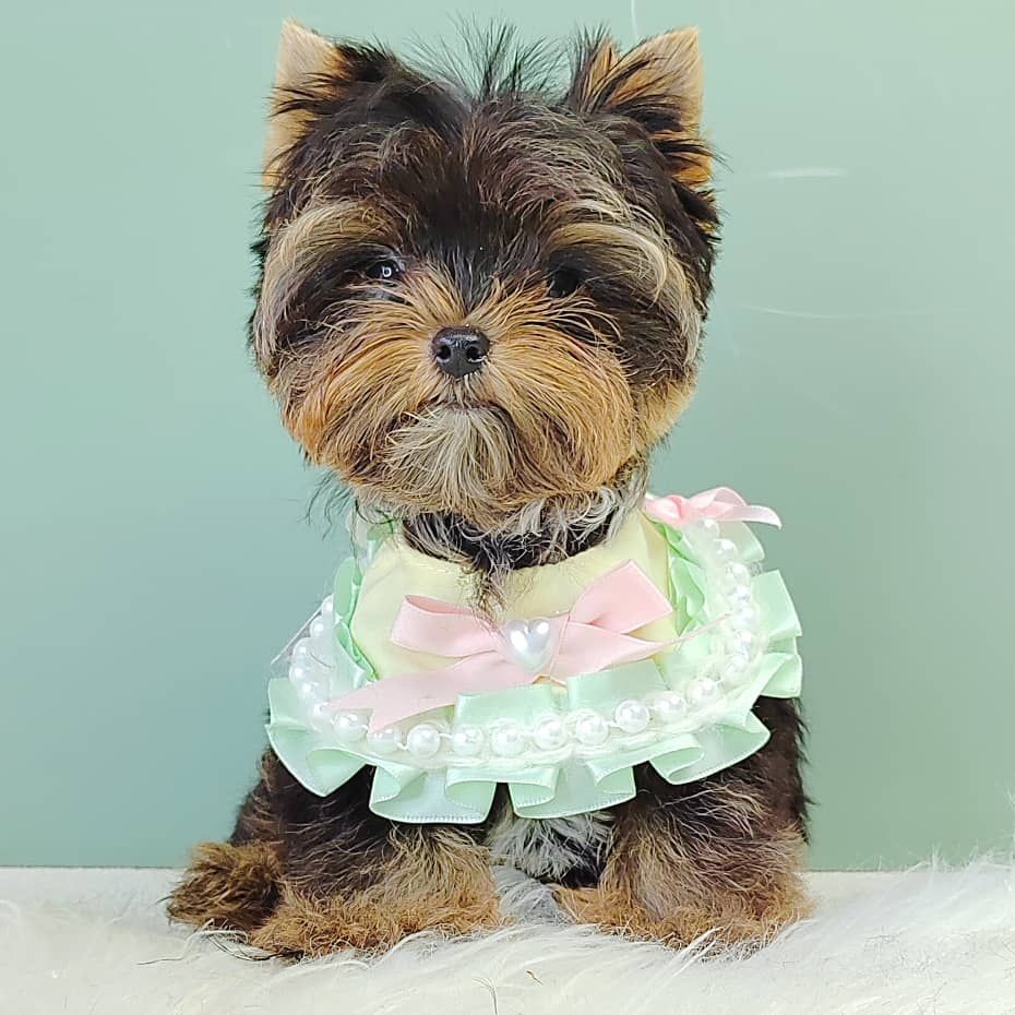 Yorkshire Terrier 约克夏