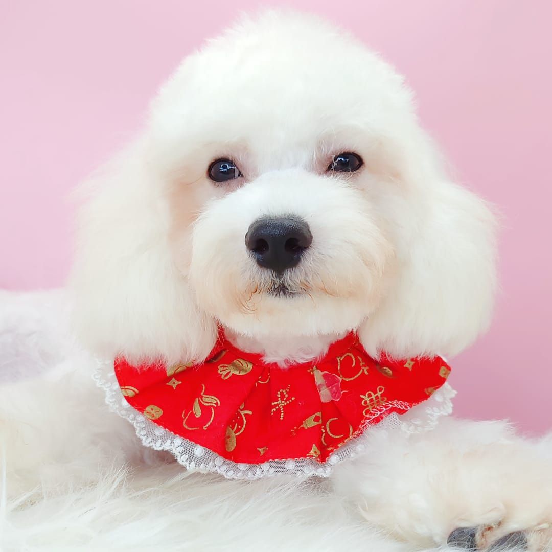 Maltipoo 马尔泰迪