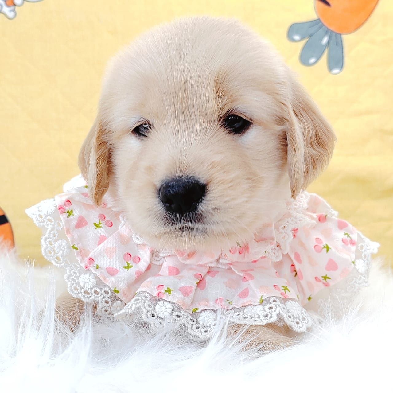 Golden Retriever 黄金猎犬