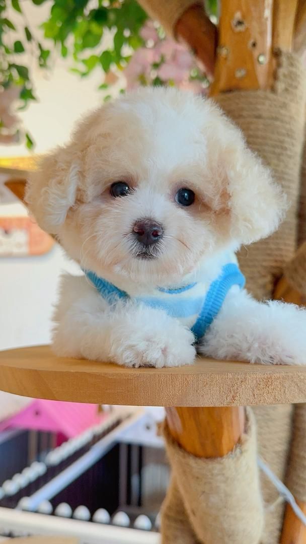 Poodle 娉拌开璐靛