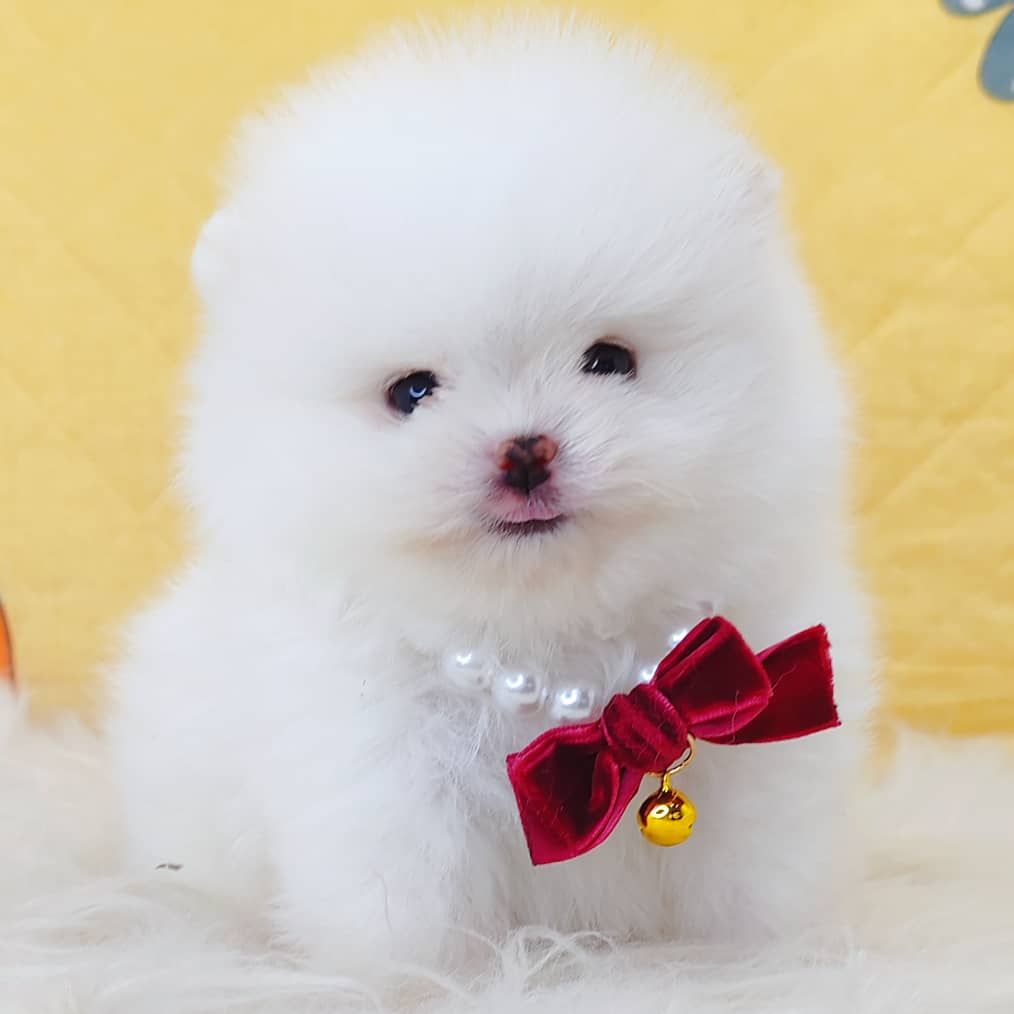 Pomeranian 博美