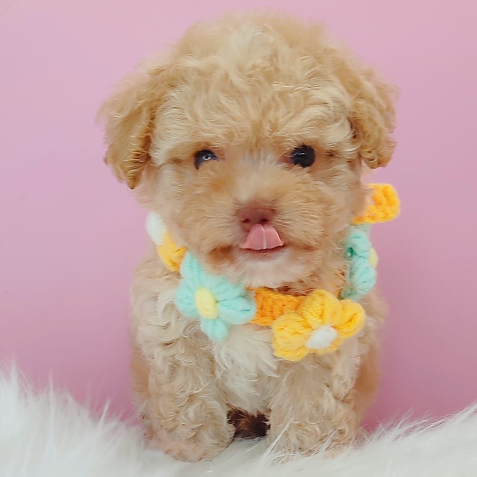 Maltipoo 马尔泰迪