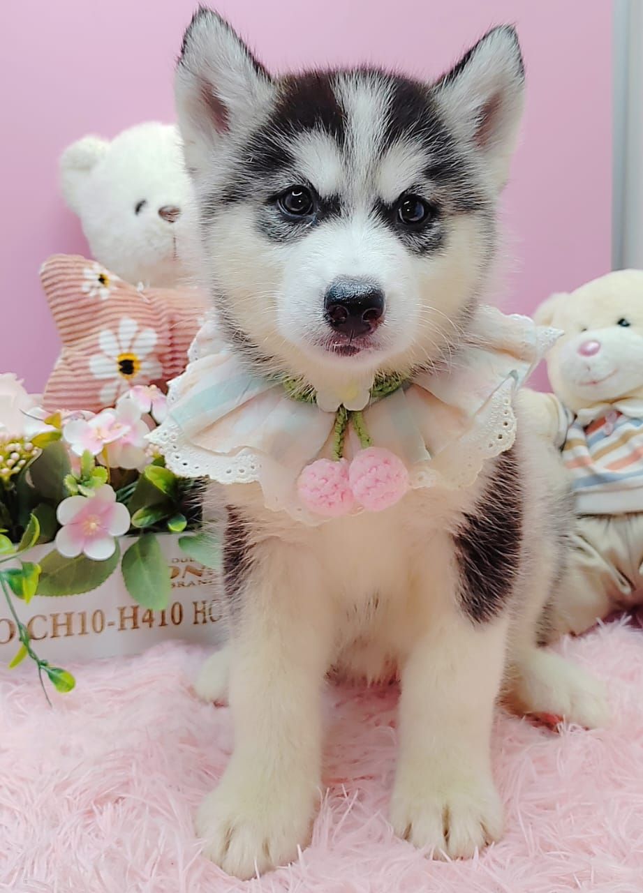 Wooly Husky 哈士奇
