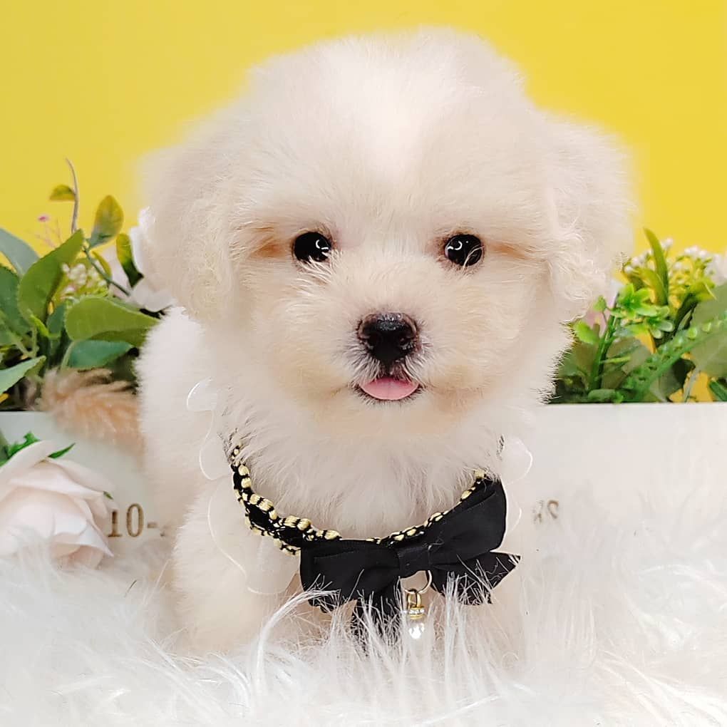 Maltipoo 马尔泰迪
