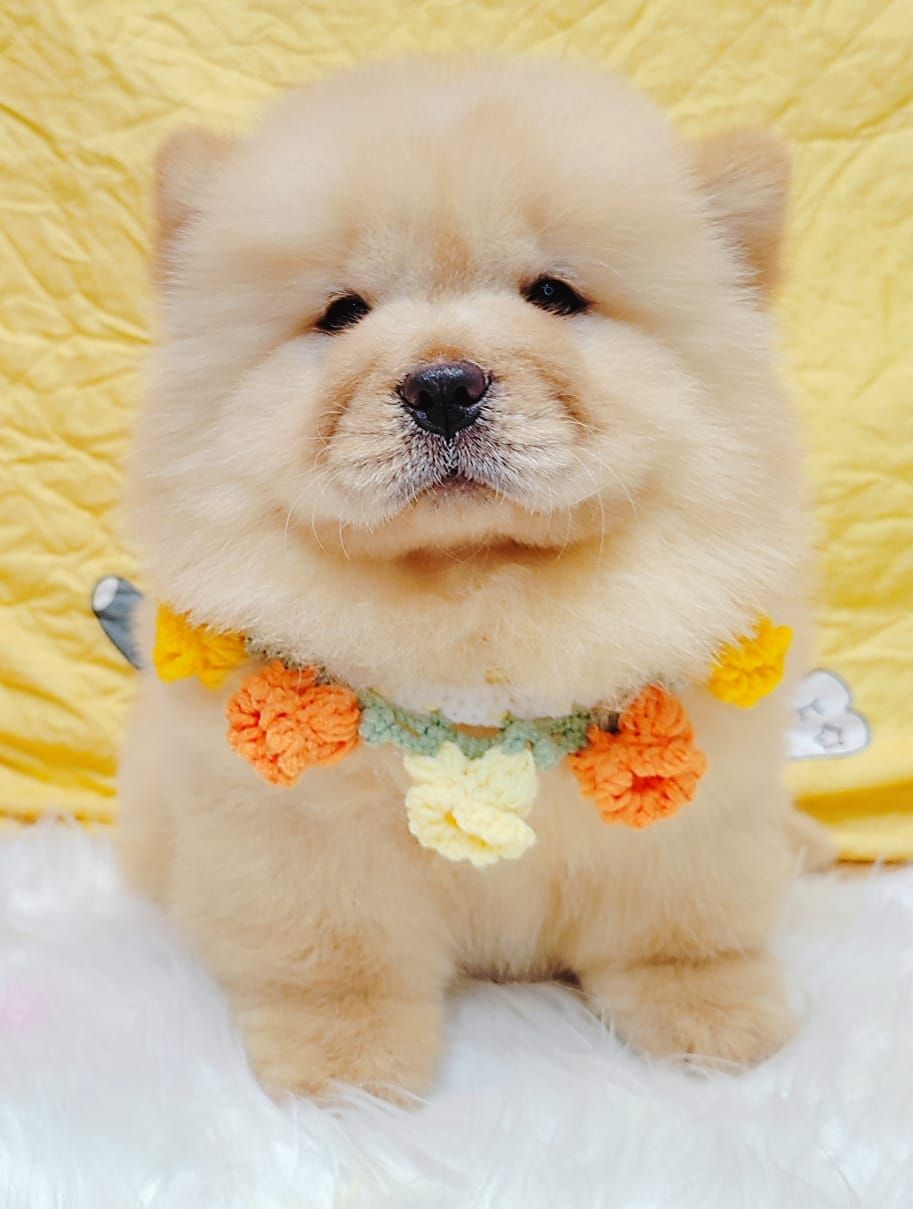 Chow Chow 松狮犬