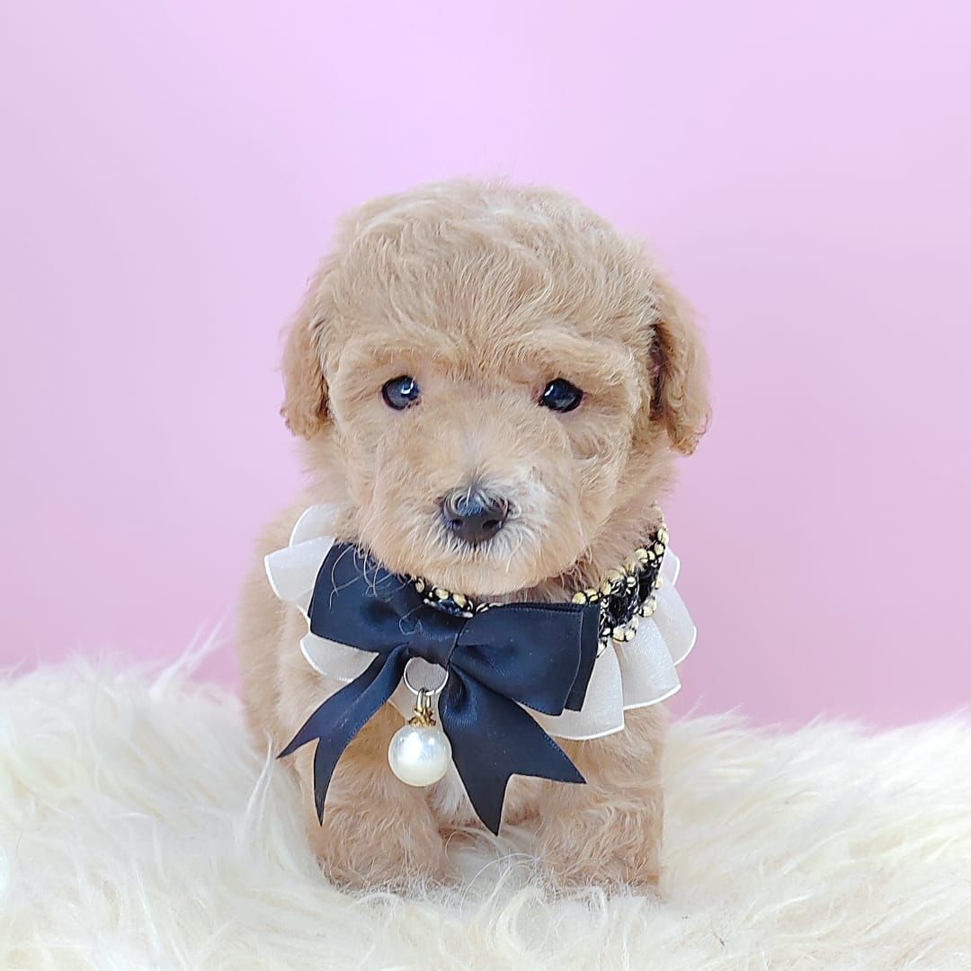 Poodle 娉拌开璐靛