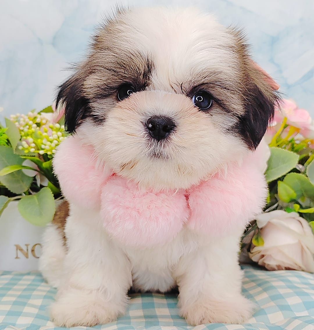 Shih Tzu 西施