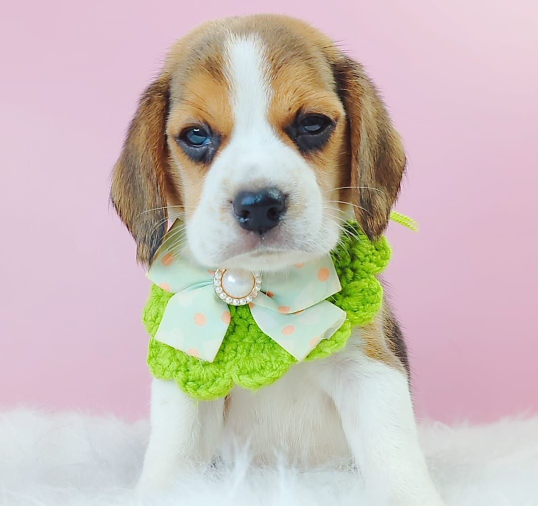 Beagle 米格鲁