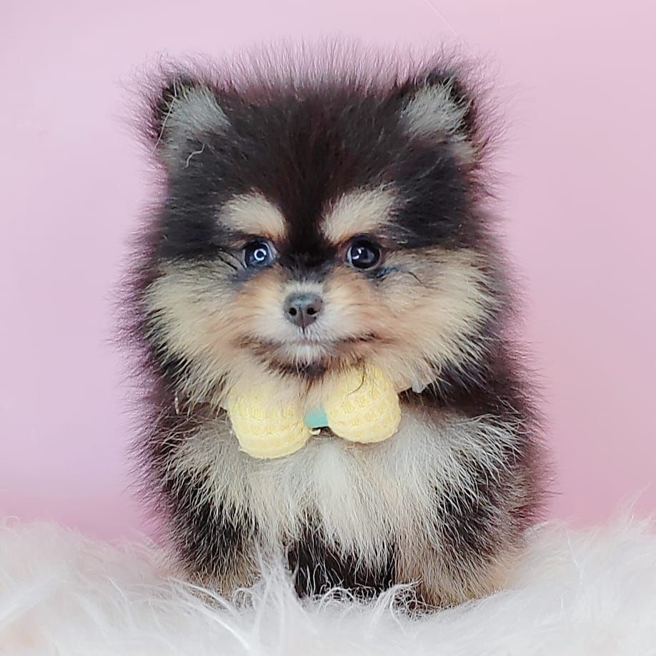 Pomeranian 博美