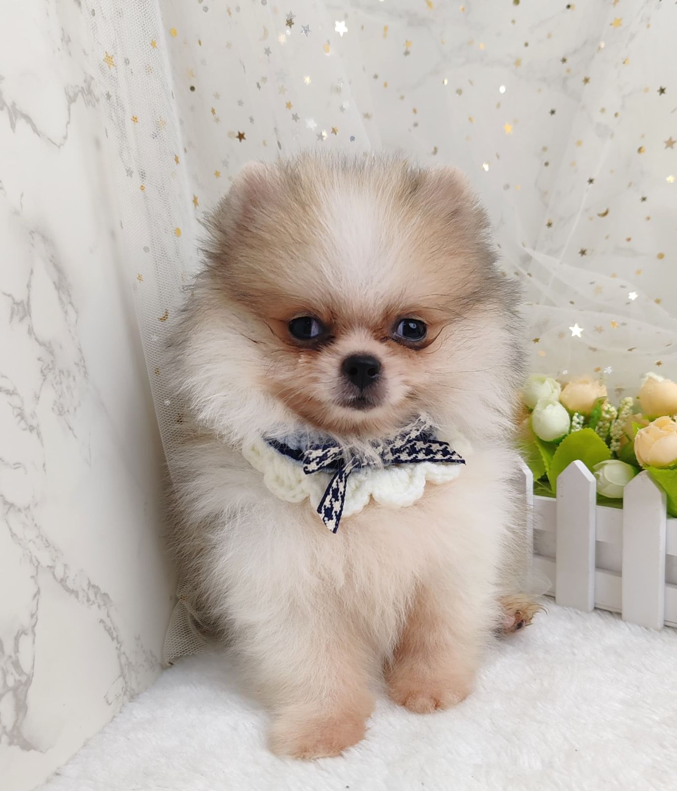 Pomeranian 博美