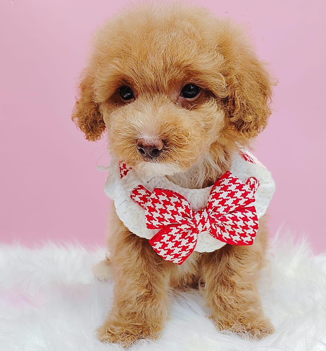 Poodle 璐靛娉拌开