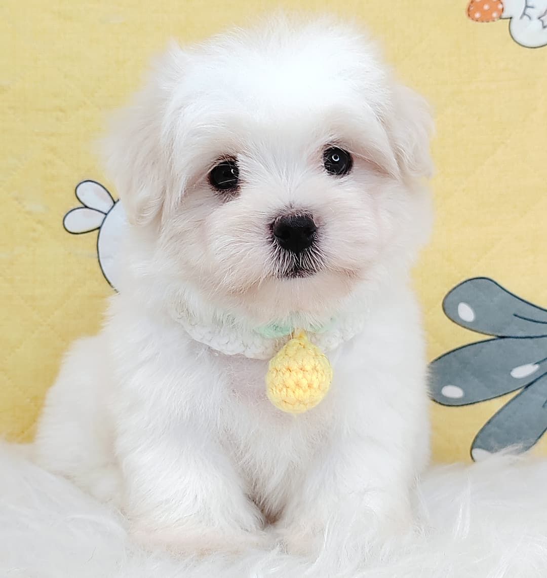 Maltipoo 马尔泰迪