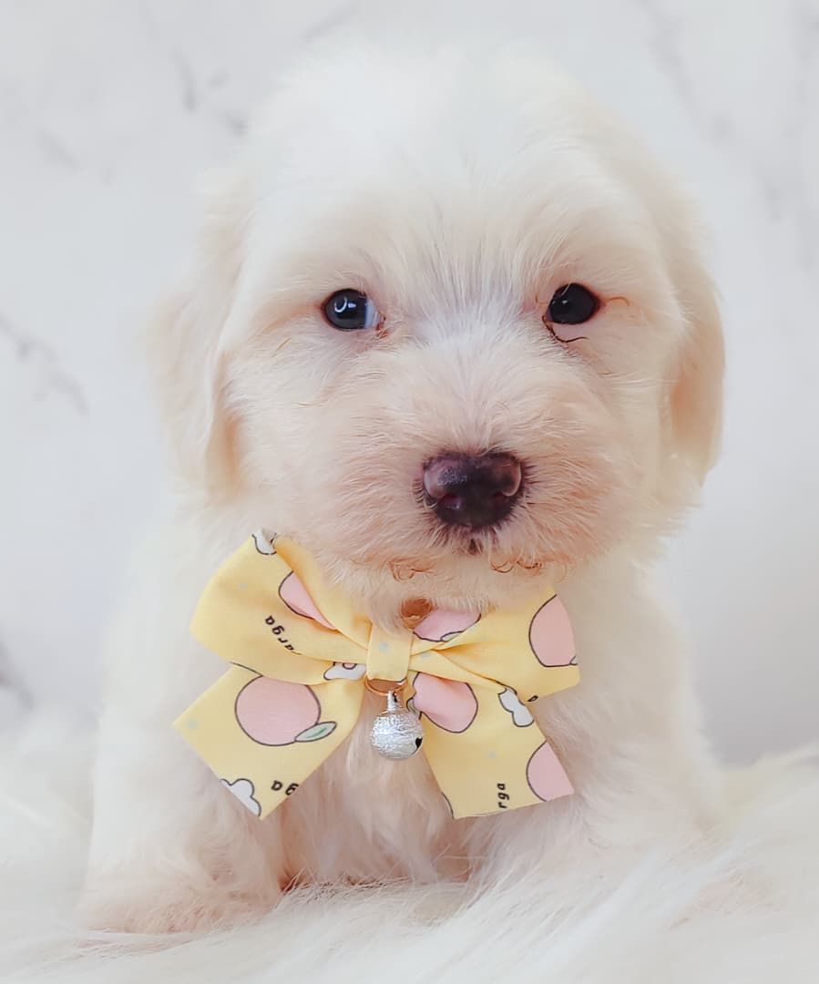 Maltipoo 马尔泰迪